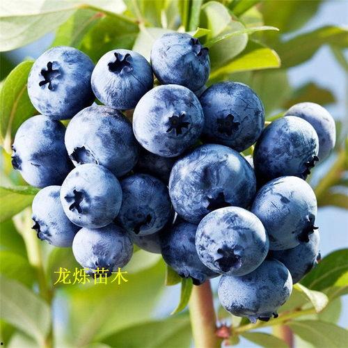 明星蓝莓和,明星蓝莓的璀璨人生